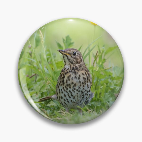 Item preview, Song Thrush designed and sold by LaurenTucker.