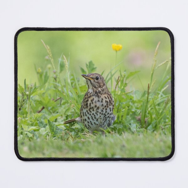 Item preview, Song Thrush designed and sold by LaurenTucker.