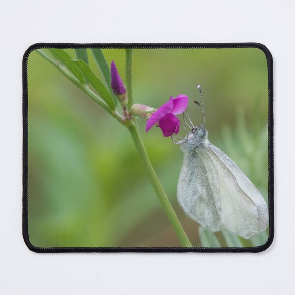 Item preview, Wood White designed and sold by LaurenTucker.