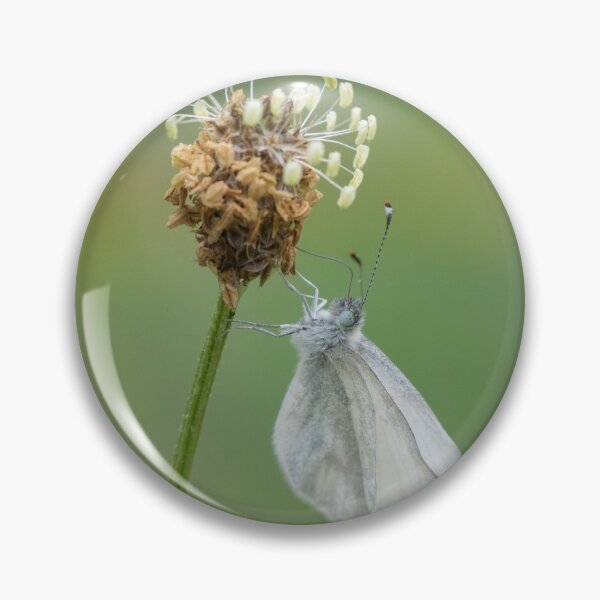 Item preview, Wood White designed and sold by LaurenTucker.