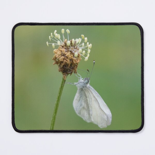 Item preview, Wood White designed and sold by LaurenTucker.