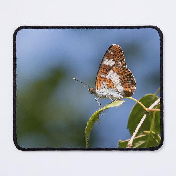 Item preview, White Admiral designed and sold by LaurenTucker.