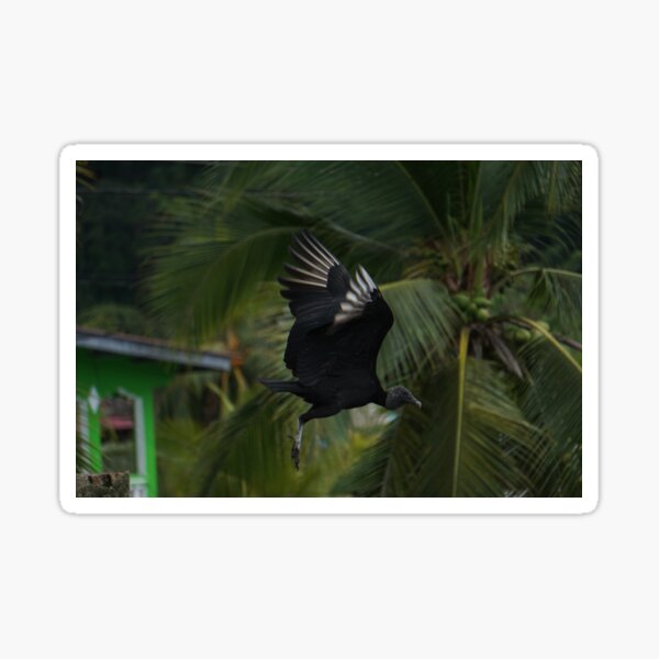 Flying vulture Sticker