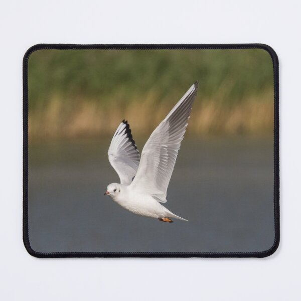Item preview, Black Headed Gull designed and sold by LaurenTucker.