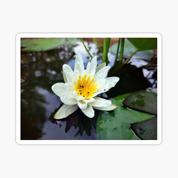 Kleine Seerose Sticker