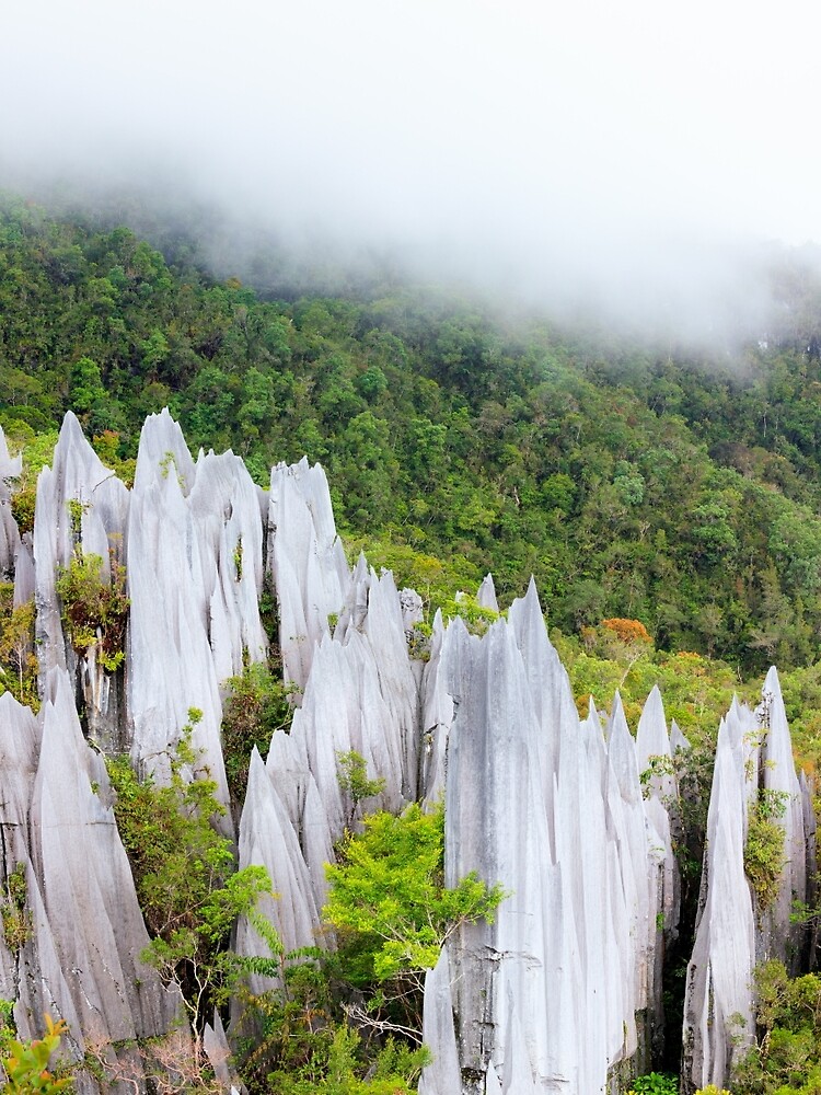Limestone pinnacles at gunung mulu national park by Juhku