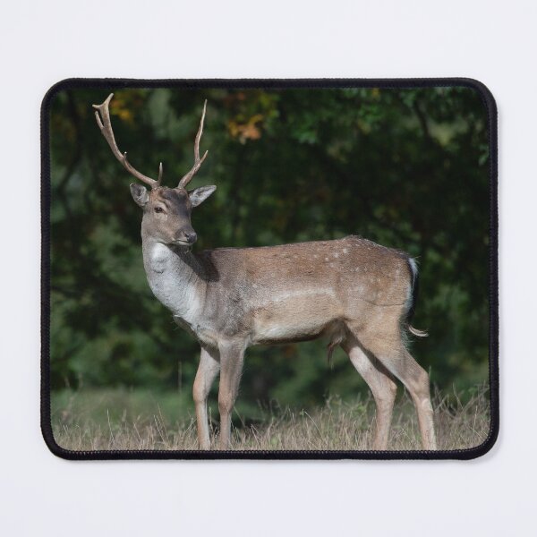 Item preview, Fallow Deer Buck designed and sold by DonMc.
