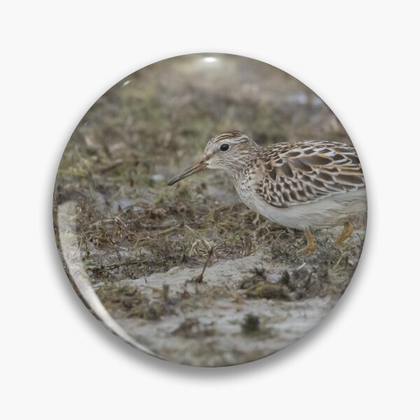 Item preview, Pectoral Sandpiper designed and sold by LaurenTucker.