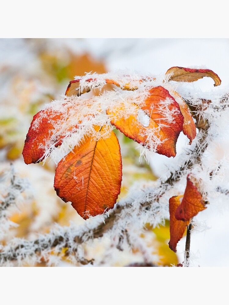 Rose bush frozen autumn color leaves by Juhku