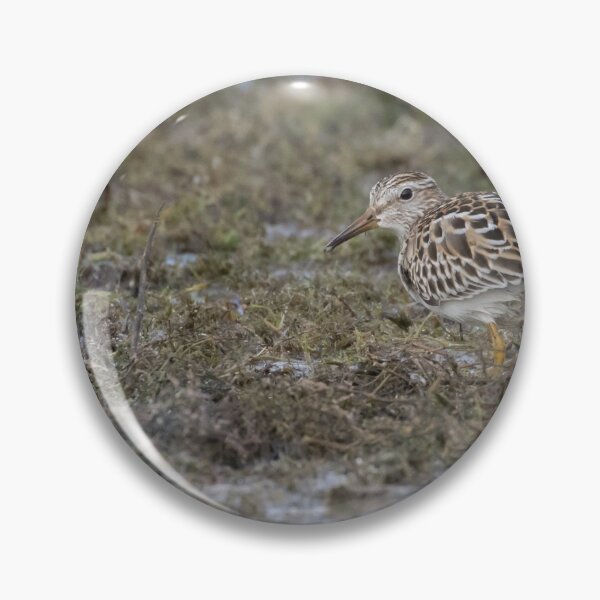 Item preview, Pectoral Sandpiper designed and sold by LaurenTucker.
