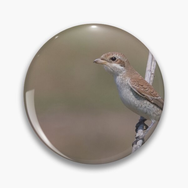 Item preview, Red Backed Shrike designed and sold by LaurenTucker.