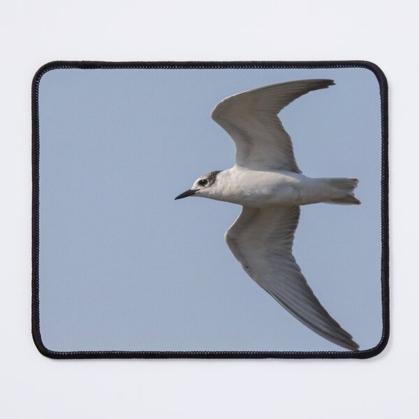Item preview, Whiskered Tern designed and sold by LaurenTucker.