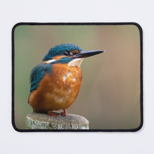 Item preview, Kingfisher designed and sold by JackBranscombe.