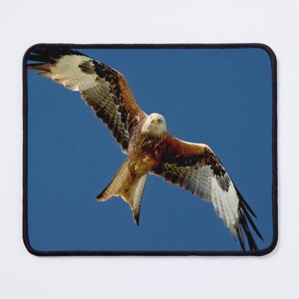 Item preview, Red Kite in Flight designed and sold by Martyn R Arnold Fine Art Nature & Landscape Photography.