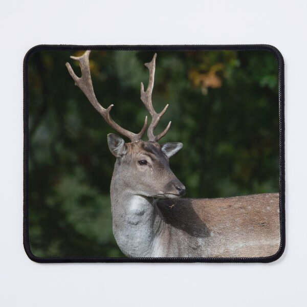 Item preview, Fallow Deer in Close Up designed and sold by DonMc.
