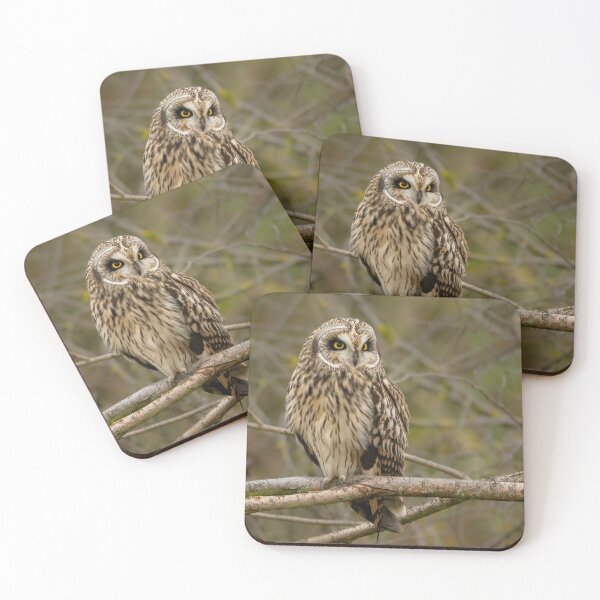 Item preview, Short-eared Owl designed and sold by JackBranscombe.