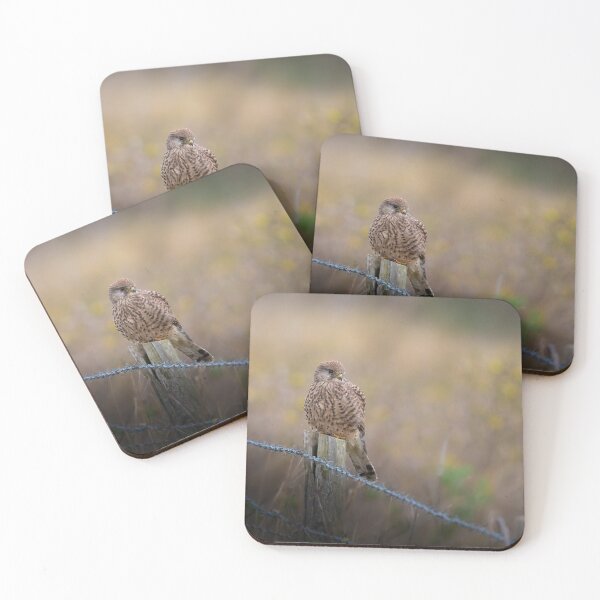 Item preview, Female Kestrel designed and sold by JackBranscombe.
