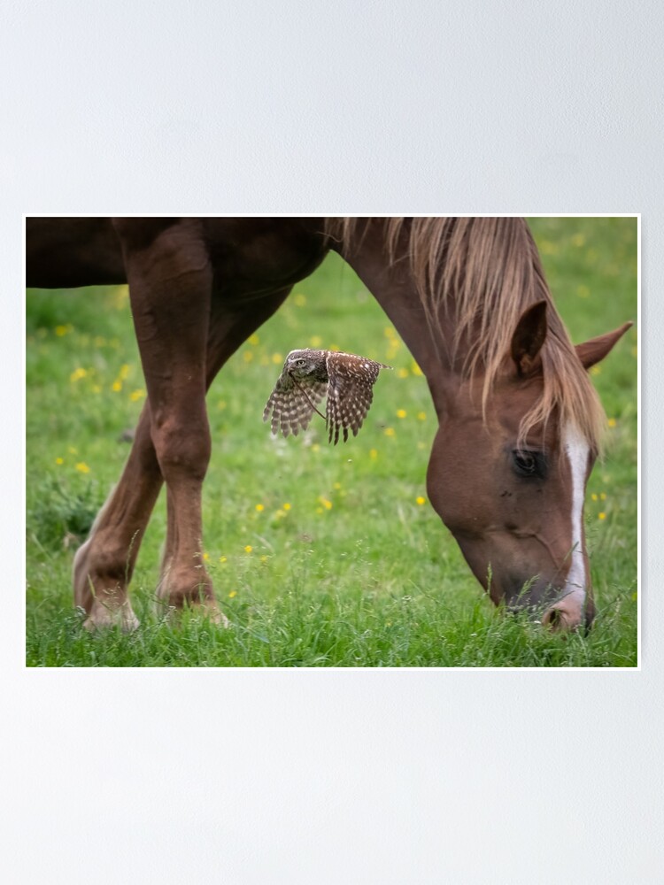 "Little Owl, Horse & the worm" Poster for Sale by