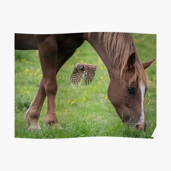 "Little Owl, Horse & the worm" Poster for Sale by