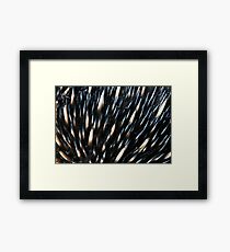 Australian short-beaked echidna Framed Print