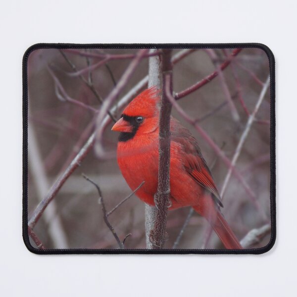 Item preview, Male Northern Cardinal designed and sold by cherylorraine.