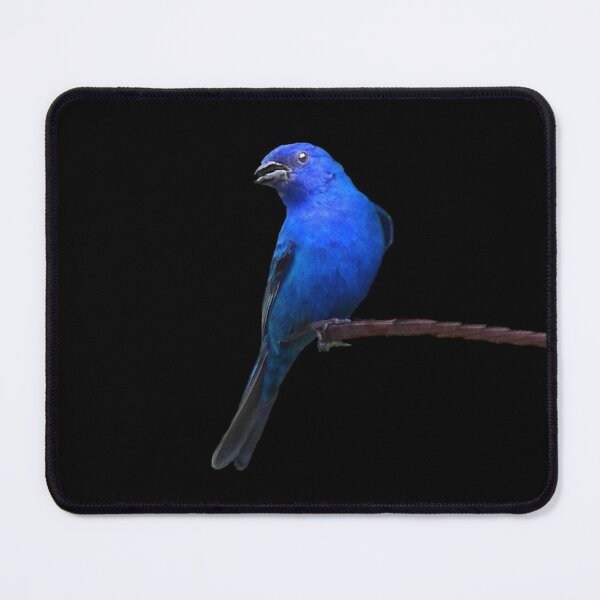 Item preview, Indigo Bunting designed and sold by cherylorraine.