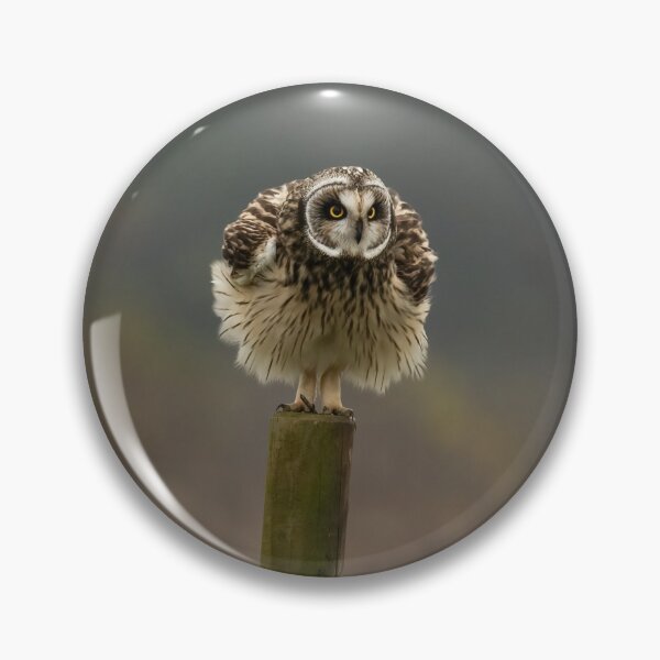 Item preview, Short-eared owl designed and sold by JackBranscombe.