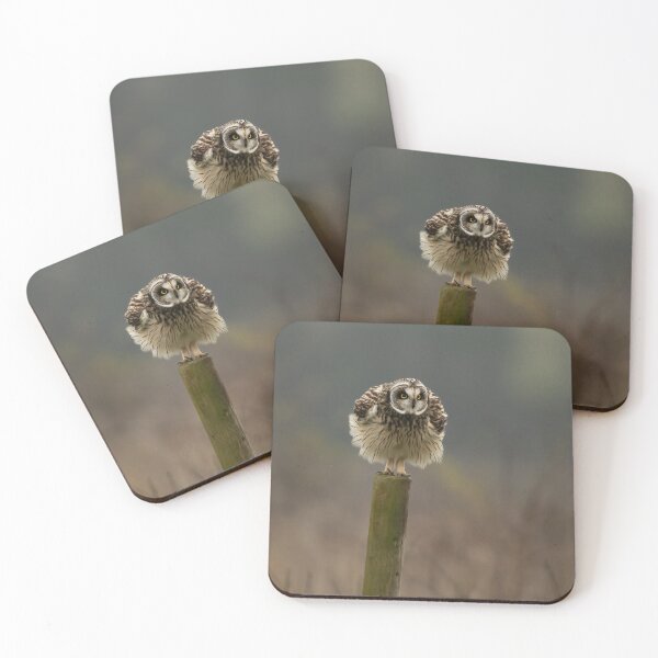 Item preview, Short-eared owl designed and sold by JackBranscombe.