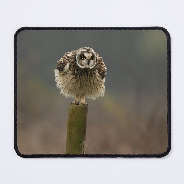 Item preview, Short-eared owl designed and sold by JackBranscombe.
