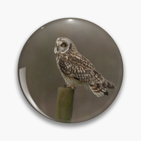 Item preview, Short-eared owl perched designed and sold by JackBranscombe.