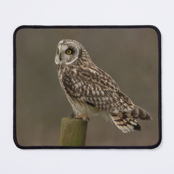 Item preview, Short-eared owl perched designed and sold by JackBranscombe.