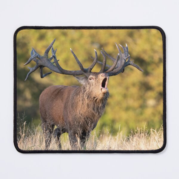 Item preview, Red Deer stag bellowing designed and sold by JackBranscombe.