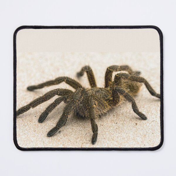 Item preview, Tarantula designed and sold by KauriMountain.