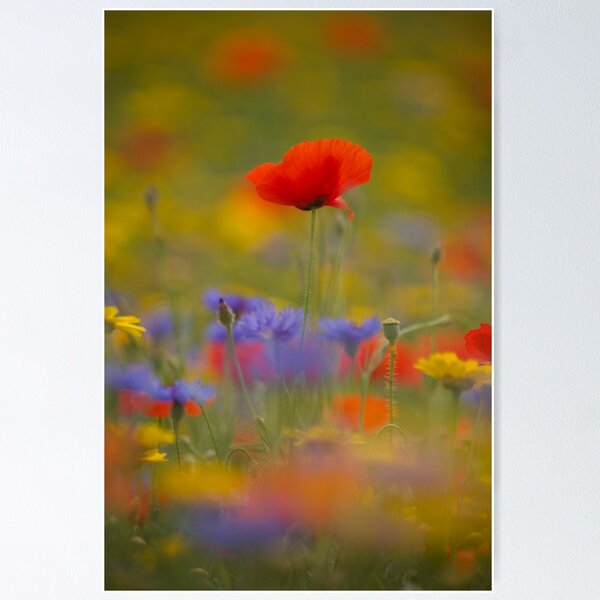 Item preview, Digital photograph of poppy designed and sold by SimonJohnson1.