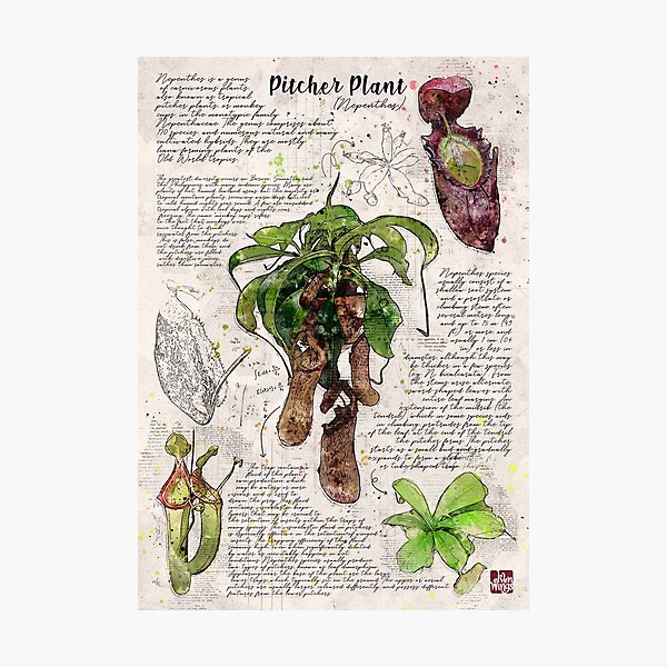 Item preview, Affiche botanique de plante de pichet designed and sold by Elvenwings.