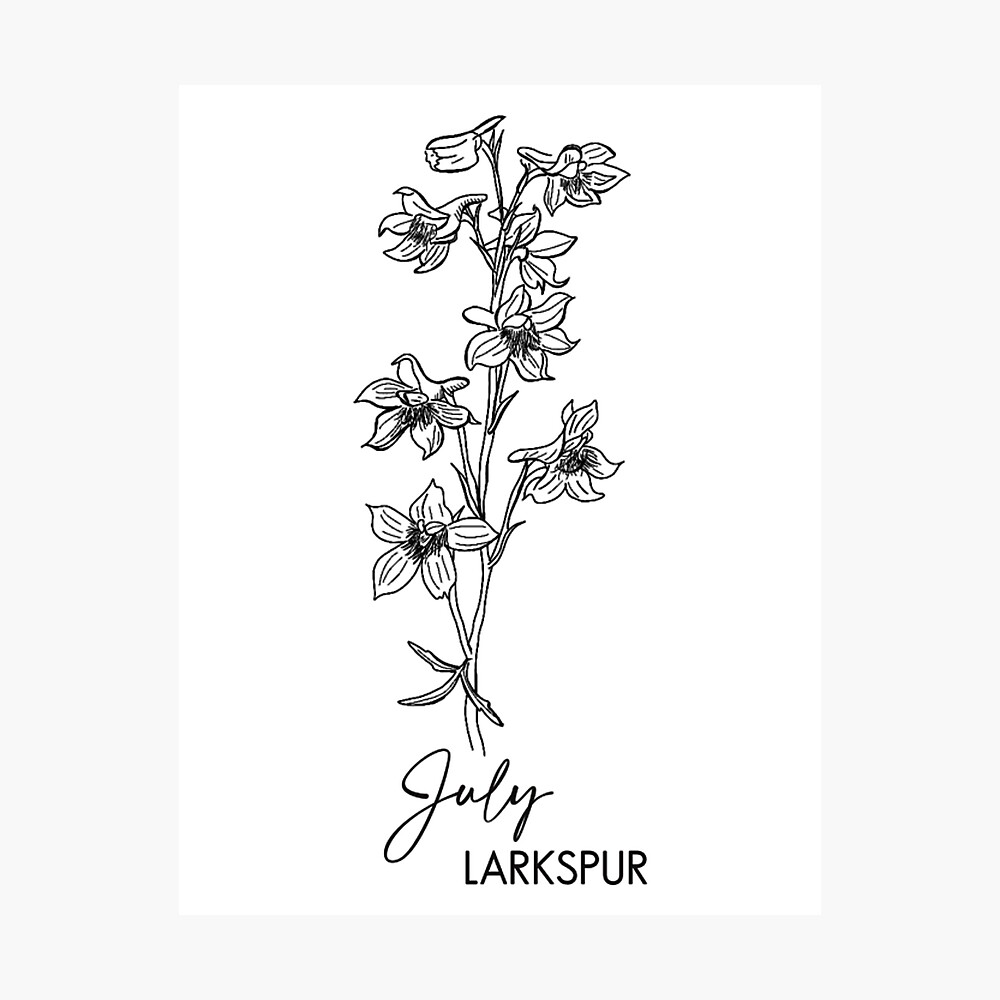 larkspur july flower tattoo july birth flower tattoo black july birth  flower larkspur tattoo scientific larkspur botanical illustration  printable flowers delphinium coloring sheet vector art 25255274 Vector  Art at Vecteezy