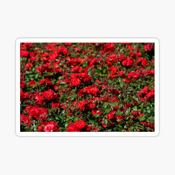 Item preview, Red roses bunches grow designed and sold by Arletta Cwalina.