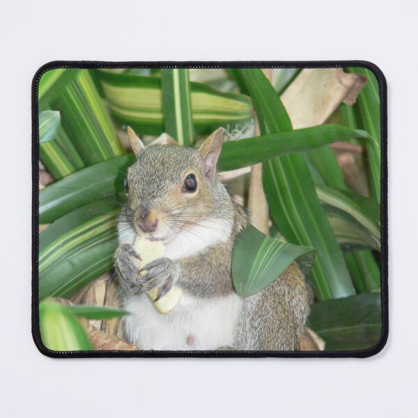 Item preview, Hungry Squirrel designed and sold by Monika's Shop.