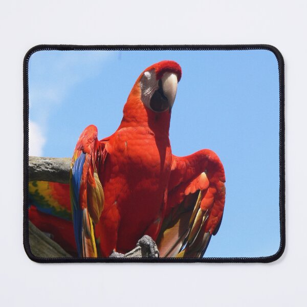 Item preview, Red Parrot at Busch Gardens designed and sold by Monika's Shop.