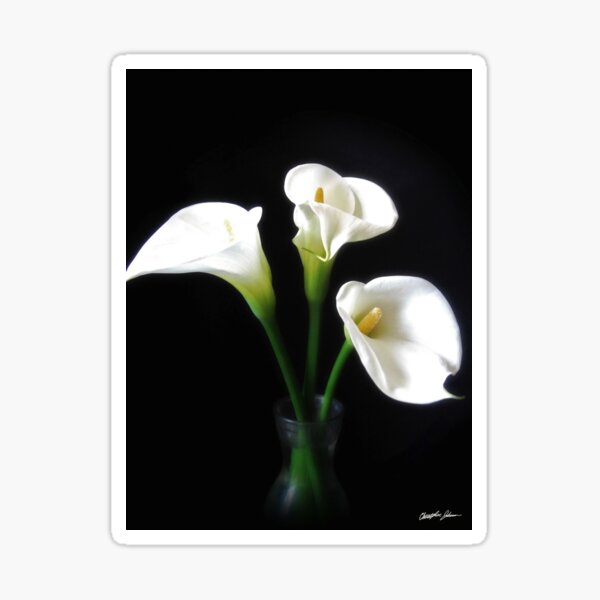 Elegant Calla Lily Flowers 10 Sticker