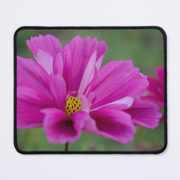 Item preview, Cosmos designed and sold by kjamesphotos.