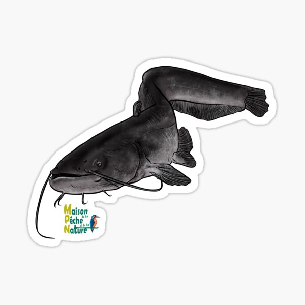 Silure wels cathfish Sticker