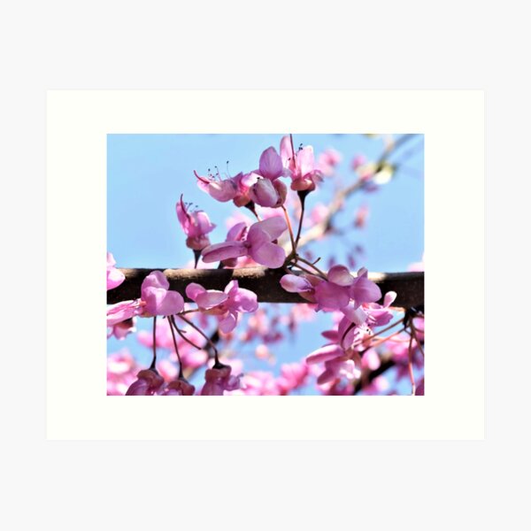 Blossoms in Spring Art Print