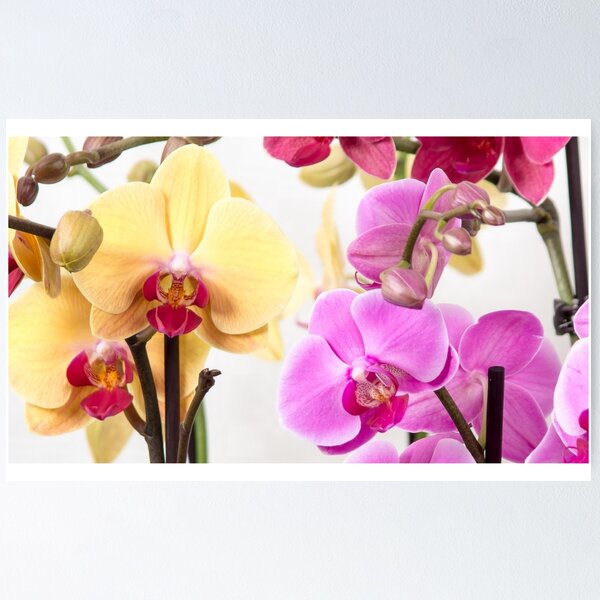 Aperçu de l'œuvre Orchidées papillon créée et vendue par Jaigoss.