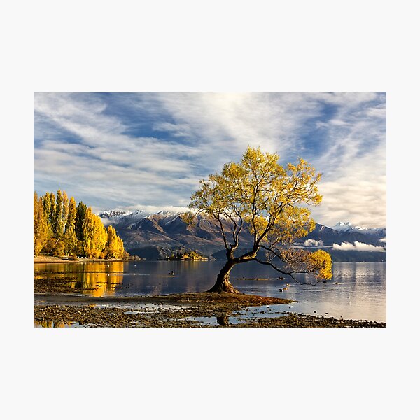 Item preview, Wanaka Lake Tree 3 designed and sold by Charles Kosina.