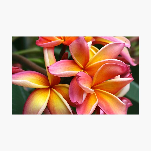 Item preview, Flores De Plumeria designed and sold by Jaigoss.