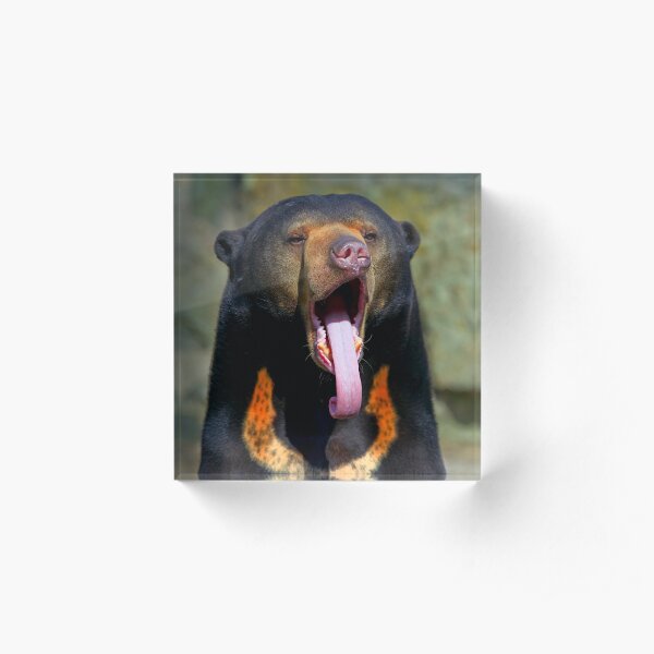 Sun Bear Acrylic Block