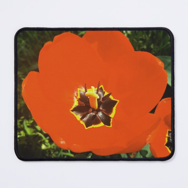 Item preview, Big beautiful tulip in full blossom, natural background  designed and sold by helenkaiy.