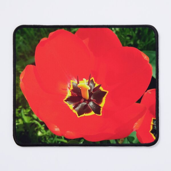 Item preview, Big beautiful tulip in full blossom, natural background  designed and sold by helenkaiy.
