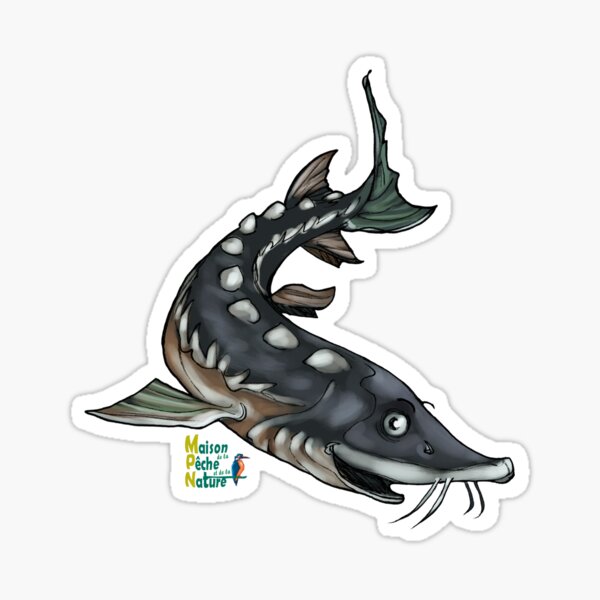 Esturgeon sturgeon Sticker